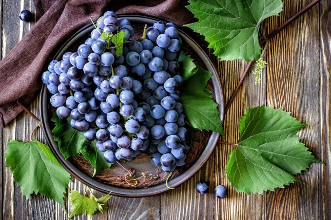 découvrez comment les extraits de raisin peuvent améliorer votre santé oculaire. explorez les bienfaits des antioxydants présents dans les raisins et leur impact positif sur la vision, la prévention des maladies oculaires et le maintien d'une bonne santé des yeux.