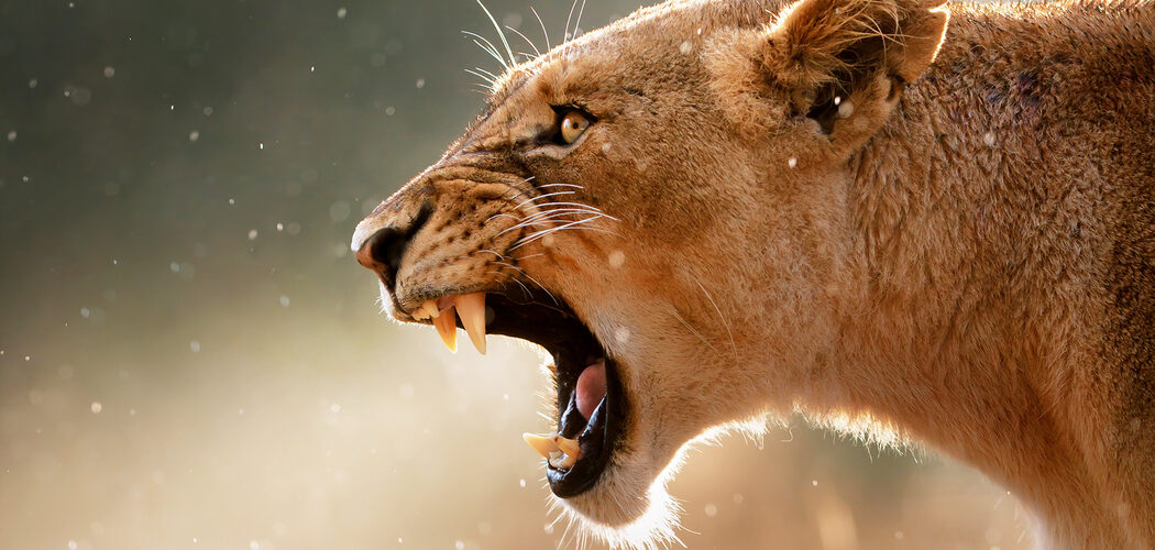 découvrez notre livre blanc 'roar' qui explore des stratégies innovantes pour dynamiser votre entreprise. plongez dans des analyses approfondies et des conseils pratiques pour maximiser votre potentiel et atteindre vos objectifs.